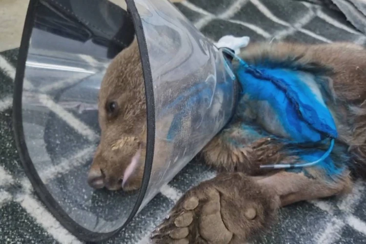 Трехмесячного медвежонка с оторванной передней лапой спасли на трассе под Иркутском
