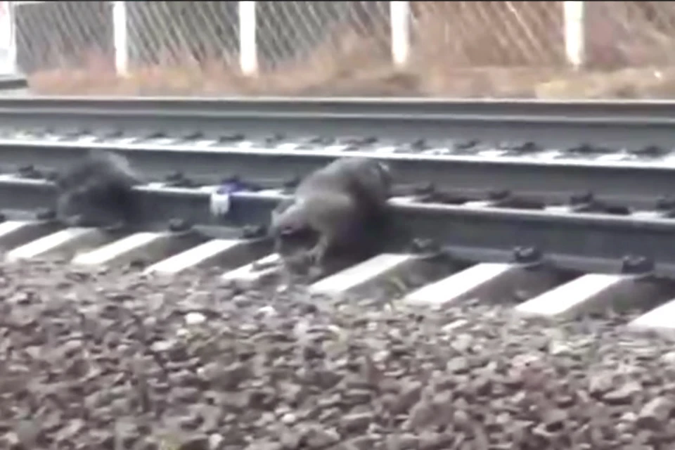 Собаку привязали к рельсам перед поездом. Фото: Стоп-кадр из видео