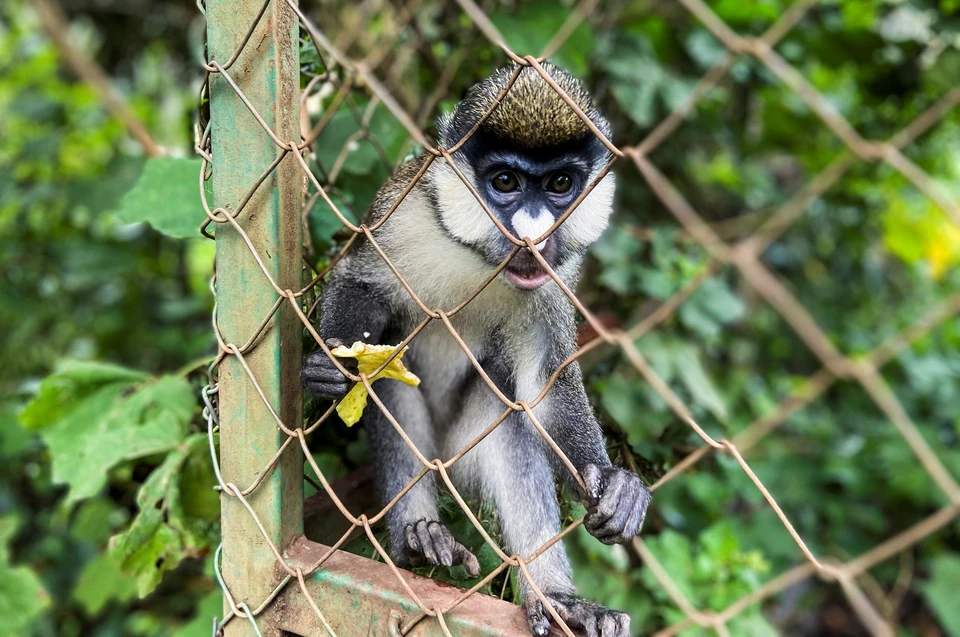 ВОЗ известно о 92 подтвержденных случаях заражения оспой обезьян