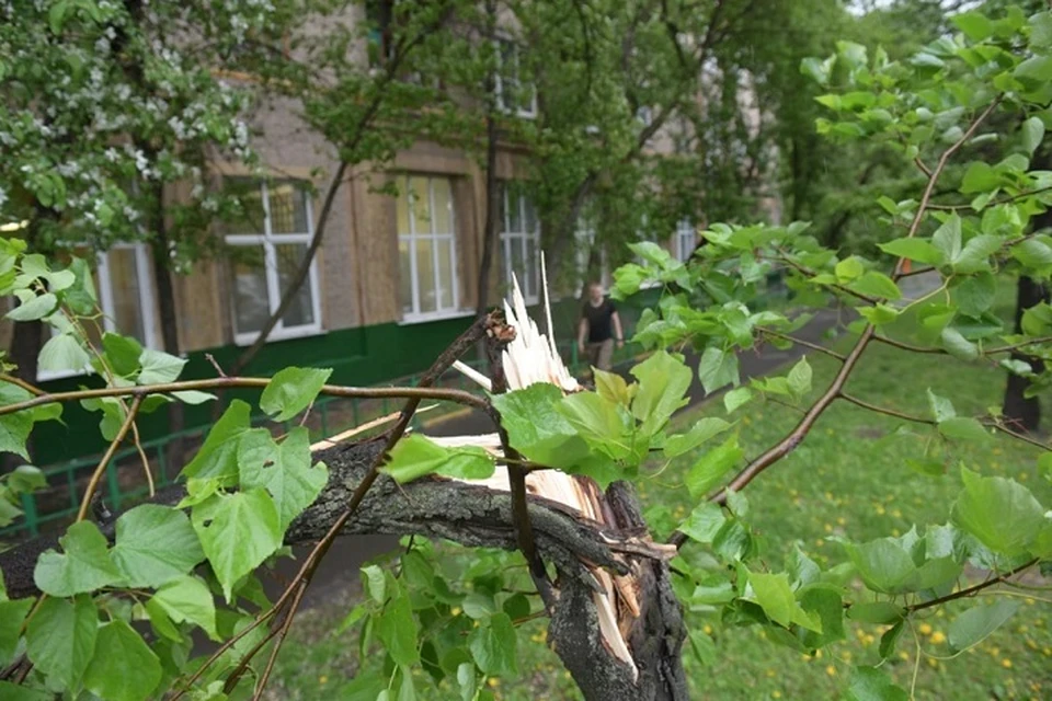 Ранее местные жители пожаловались на упавшие деревья