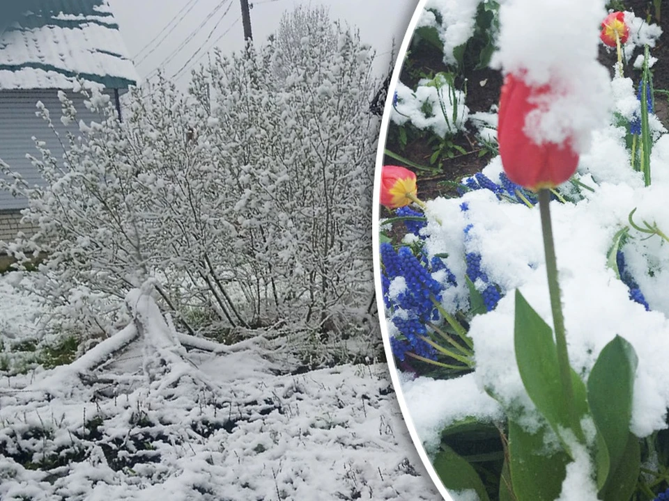 Снег лег двухсантиметровым покровом.