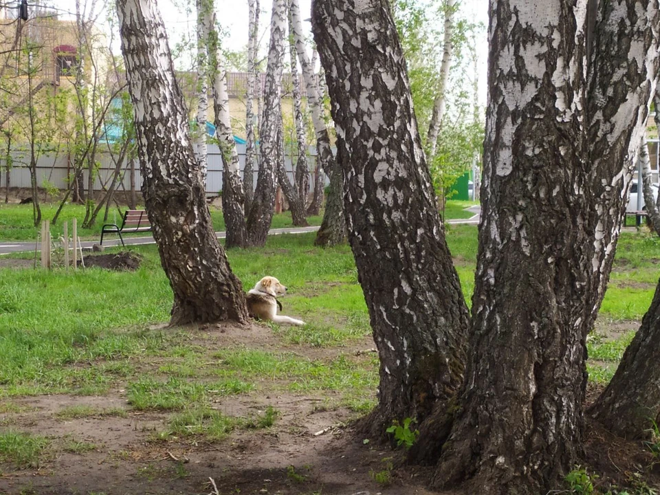 В Тюменской области животные покусали 302 человека за три месяца.