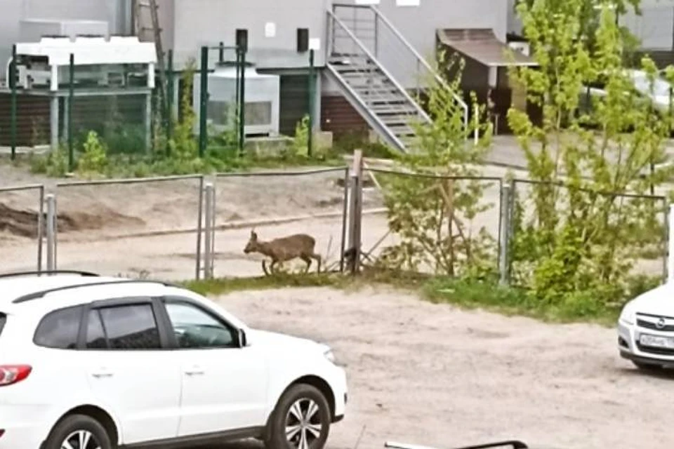 Потерявшуюся косулю спасли с парковки в Петербурге