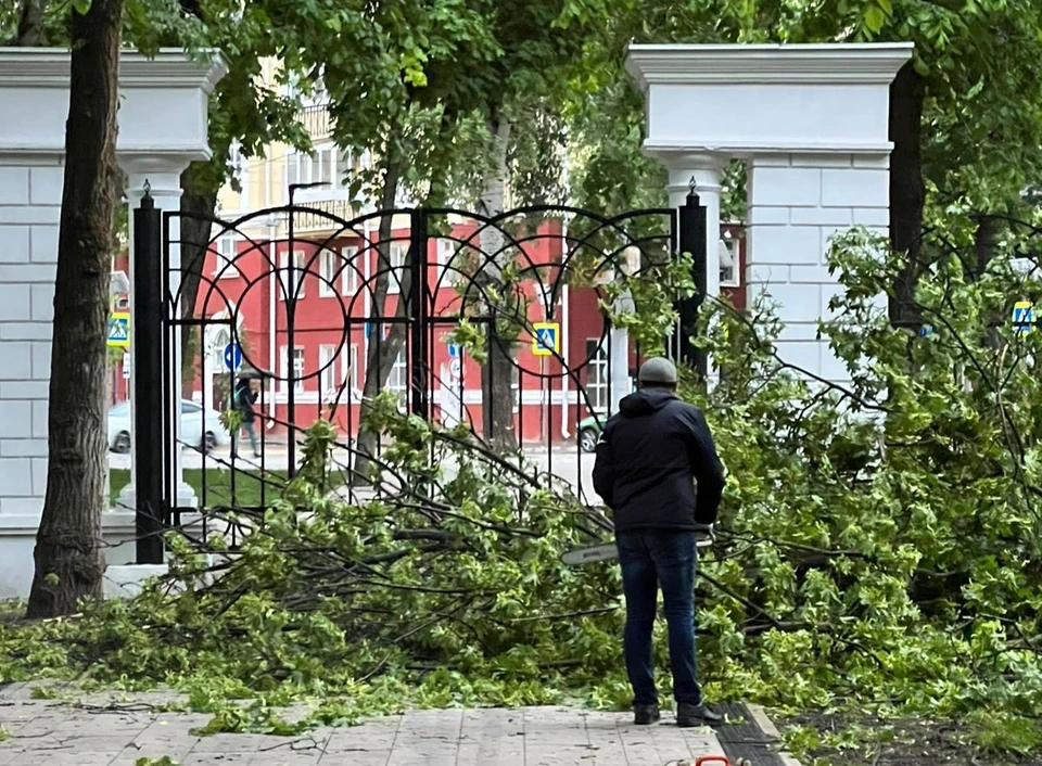Ветер повалил два дерева