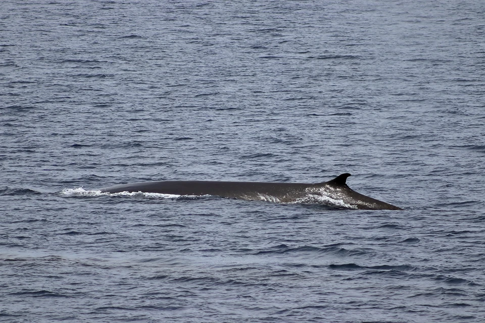 Ученые МГУ смогли подтвердить обитание нового вида китов рядом с островом Кунашир на Дальнем Востоке.
