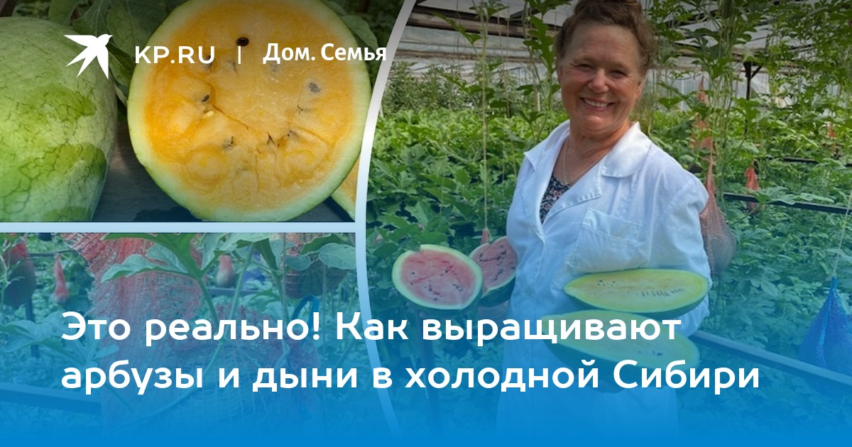 Это реально! Как выращивают арбузы и дыни в холодной Сибири - KP.RU