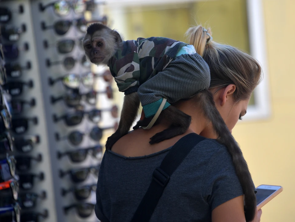 Контактов с обезьянами сейчас лучше избегать.