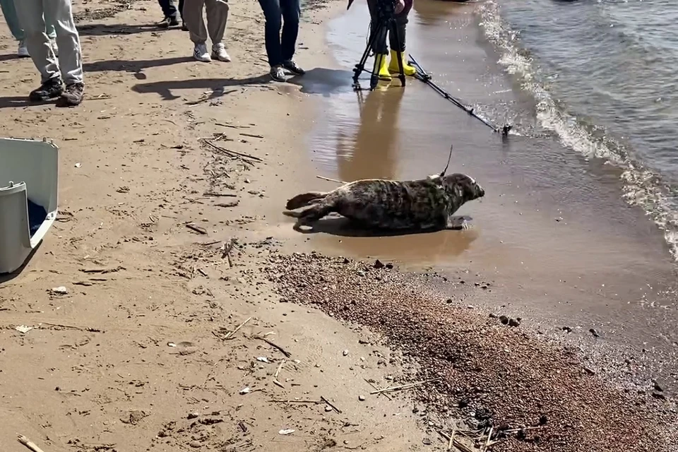 В Петербурге на волю выпустили спасенных тюленят. Фото: "Водоканал-СПб"