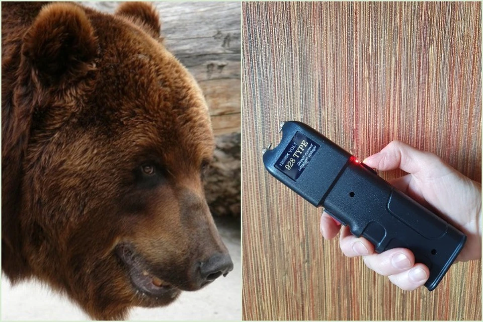 Рассказываем, защитит ли электрошокер от медведя. Фото: Алексей СТЕФАНОВ, Ася ЖУКОВА.
