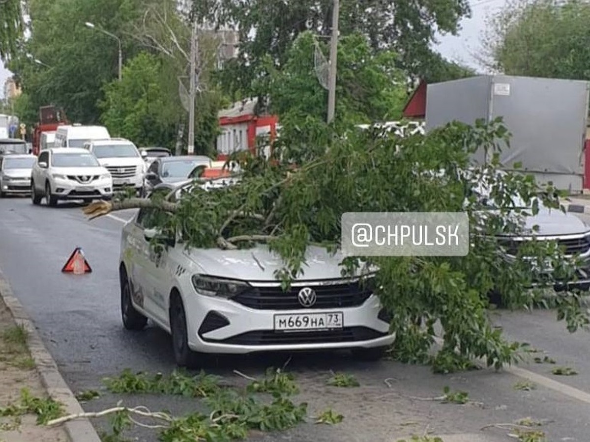 В Ульяновске рухнувшая на машину ветка стала причиной пробки - KP.RU