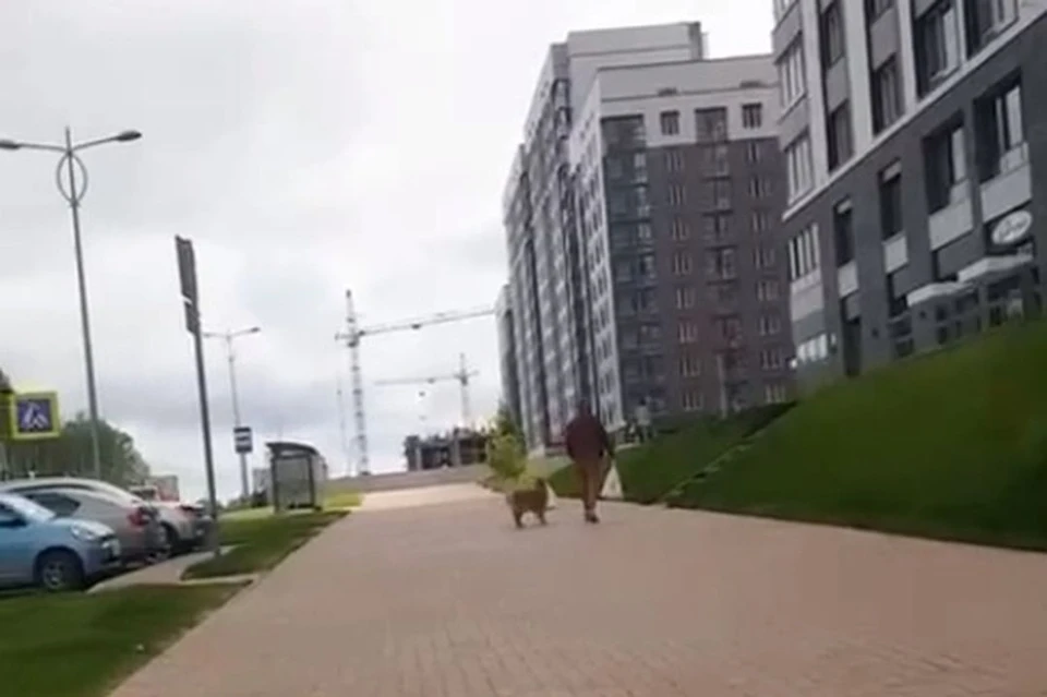 Собака несла пакет в зубах. Фото: скриншот из видео