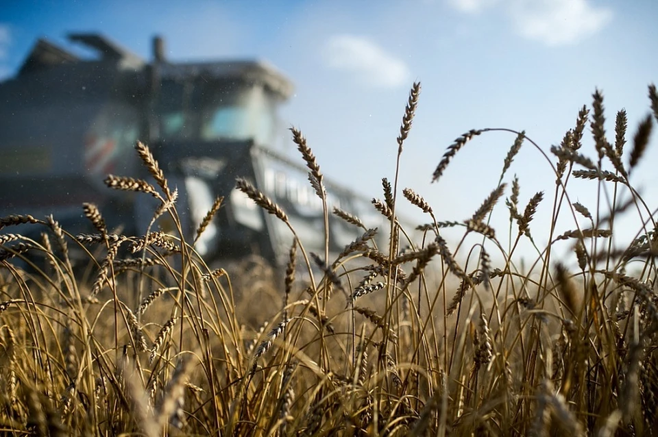 Благодаря трудам ученых сбор озимой пшеницы увеличился. Фото: пресс-служба администрации Краснодарского края.