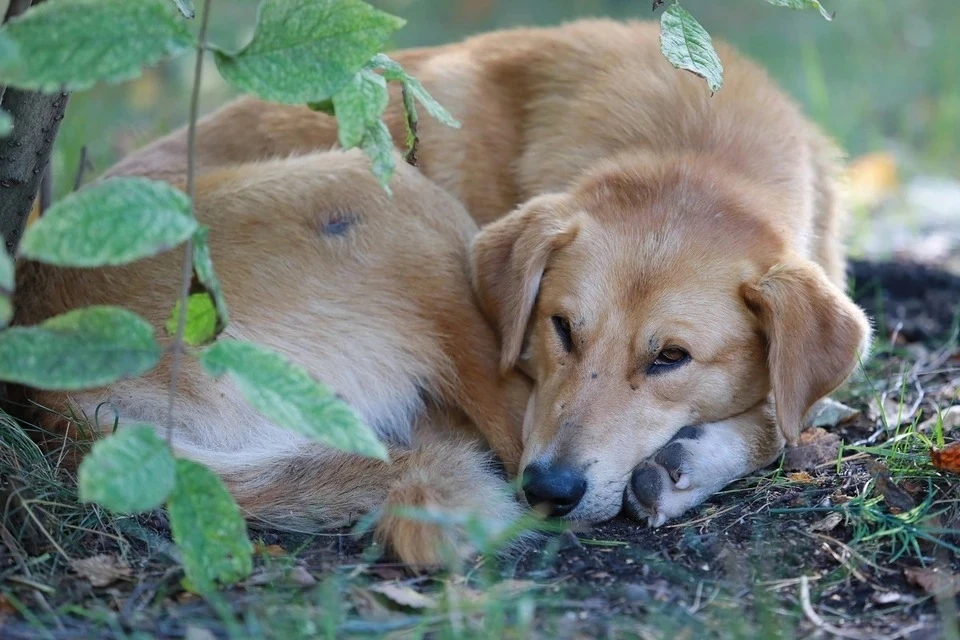 В Госдуме исключили разработку законопроекта о налоге на домашних животных