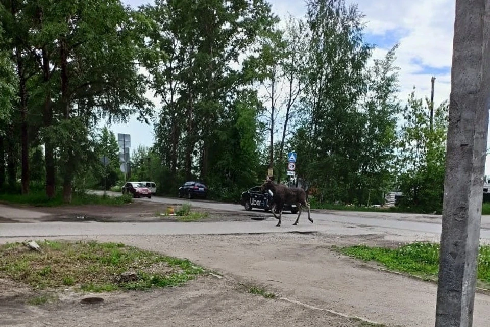 Лось на улице в Вышнем Волочке. Фото: VK/ВЫШНИЙ ВОЛОЧЕК