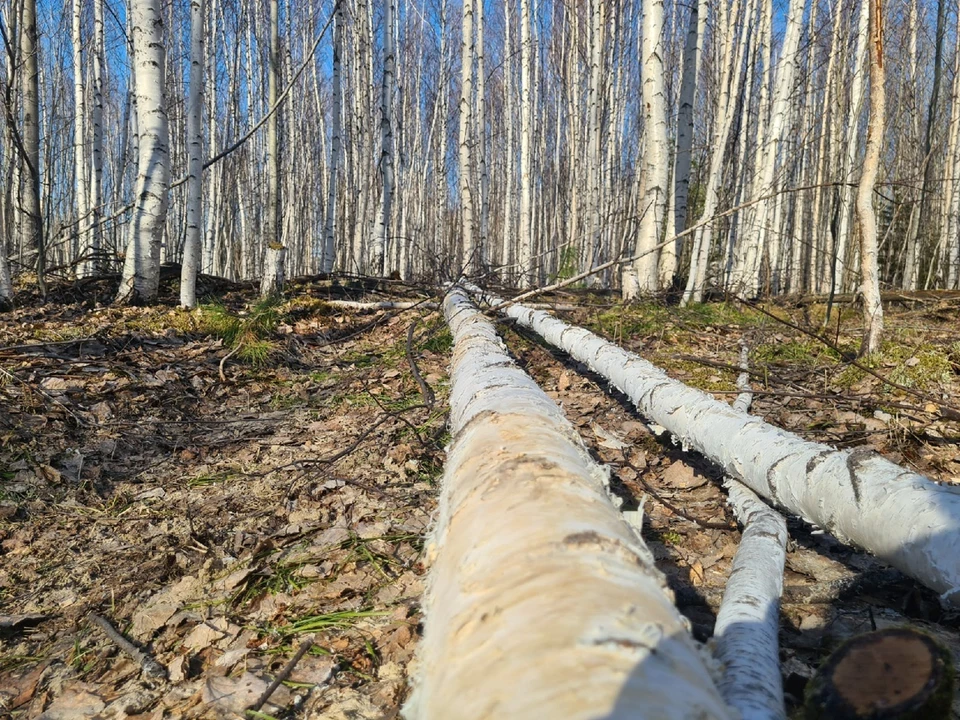 На территории Нижневартовского района и в целом по Югре активизировались змеи