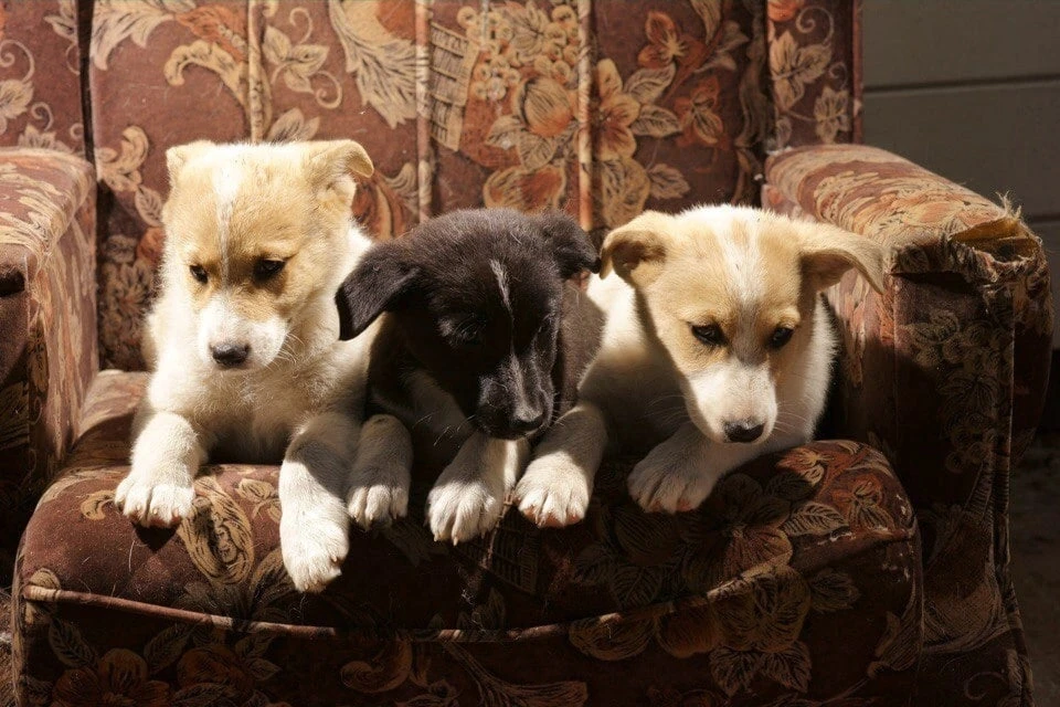 В коробке нашли трех щенят. Фото: архив Оксаны Берестовой