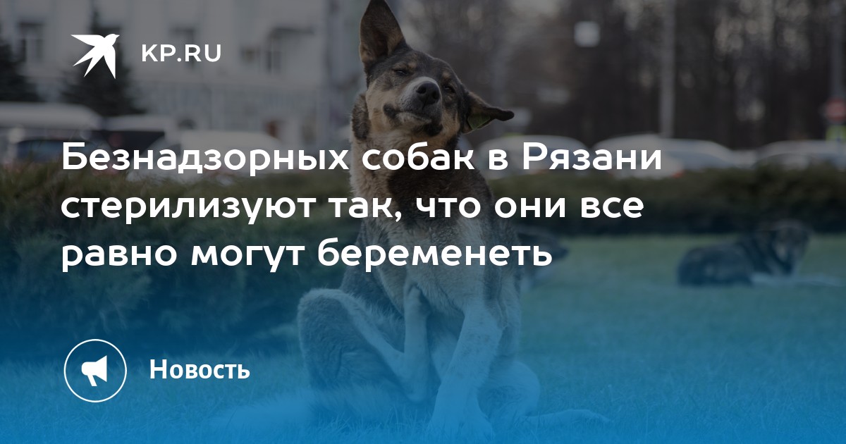 Можно ли перевязать трубы собаке