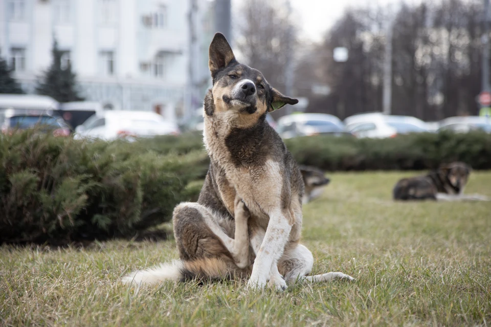 Безнадзорных собак в Рязани стерилизуют так, что они все равно могут беременеть.