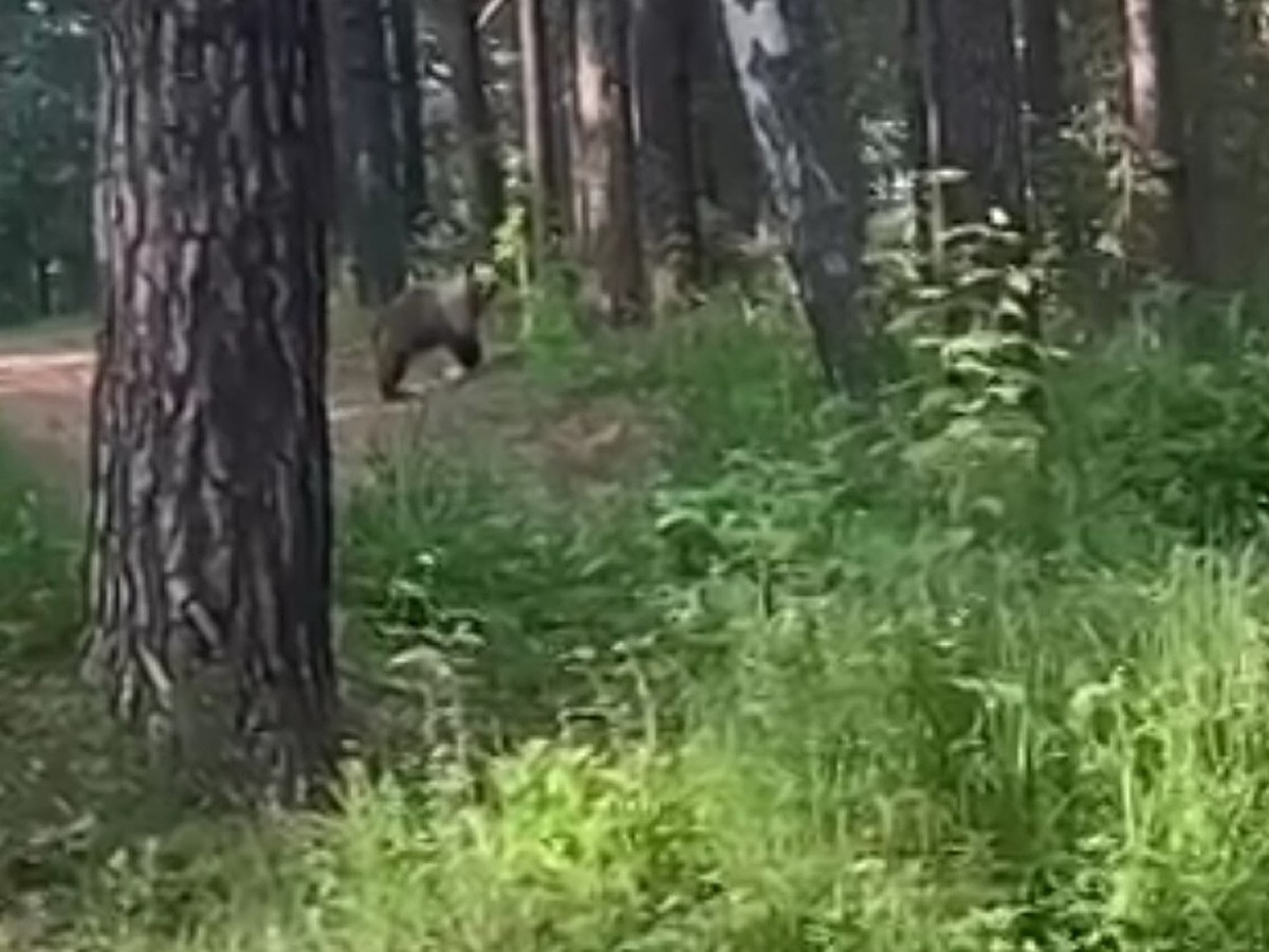 В Дегтярске в районе городского пруда заметили медведя - KP.RU