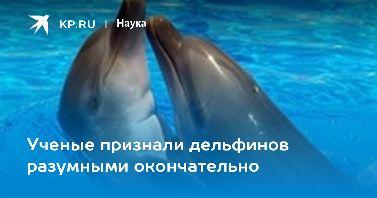 Песню умирающий дельфин. Дельфины без любви не живут. Дельфин для технологии. Смешные картинки про интеллект дельфинов.