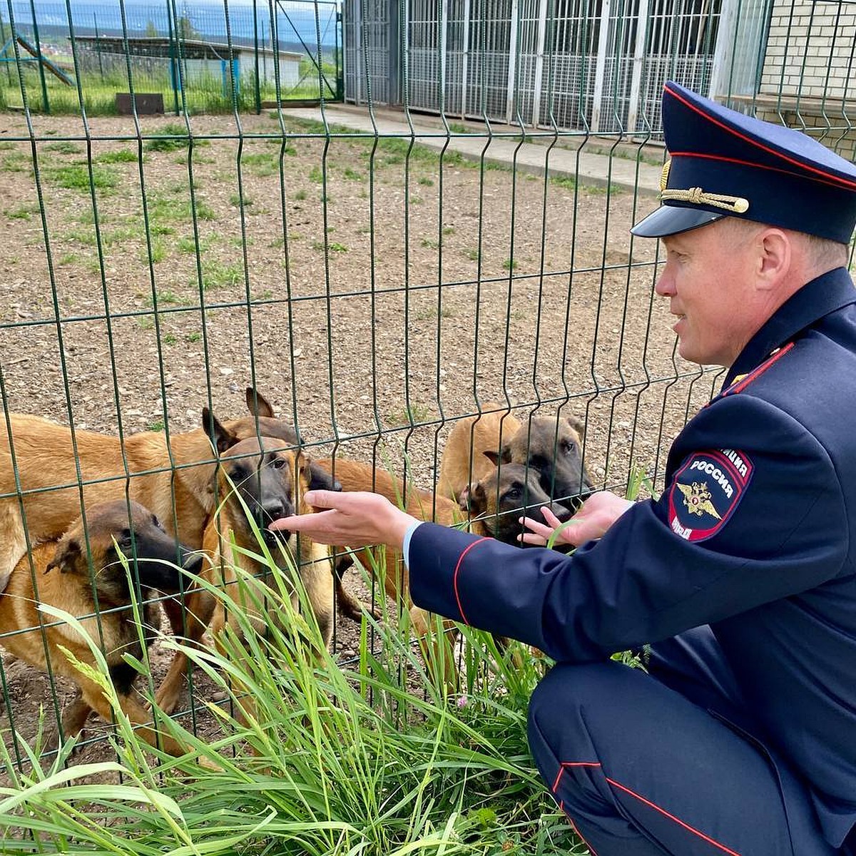 Будни «щенячьего патруля» по-ульяновски: Зола вышла на след убийцы в  Винновской роще, а Штази нашла мефедрон в диване - KP.RU