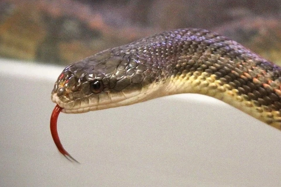 Врач-токсиколог перечислил правила, которые помогут выжить после укуса змеи