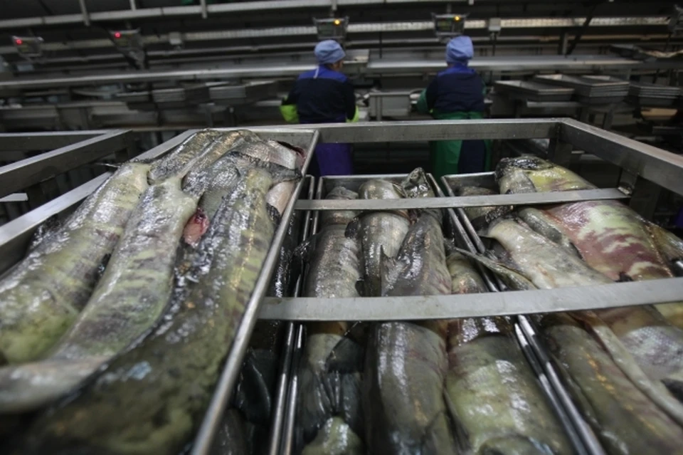 Китай снова запретил ввоз рыбы из Сахалинской области из-за ковида.