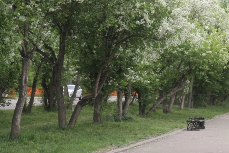 Дендропарк в Академгородке в Иркутске повторно обследовали после устранения замечаний