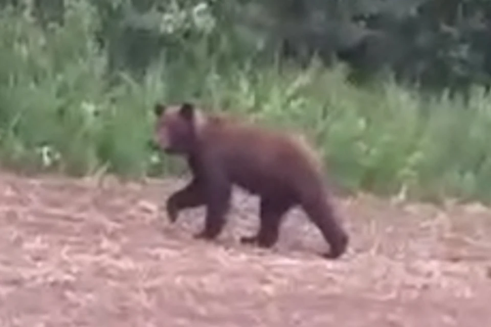 Медведь был молодой и очевидец прогнал его криками. Фото: Предоставлено читателями КП-Новосибирск