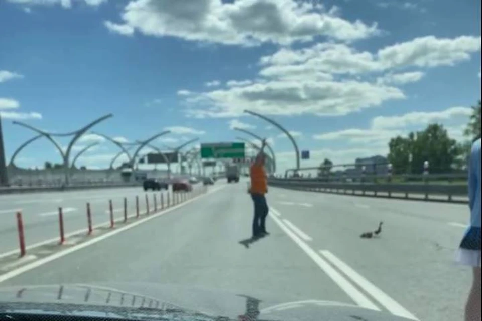 Автомобилисты остановили движение на КАД из-за утки с утятами