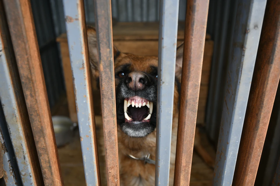 Ульяновские власти смогут пожизненно лишать собак свободы и запрещать их самовыгул