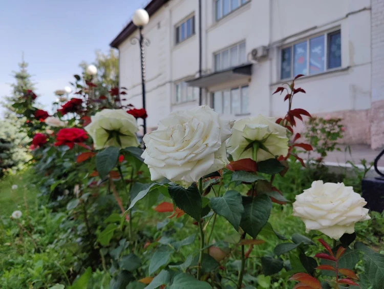 «Белые розы – это символ мечты»: в детском доме, где воспитывался Юрий Шатунов, сделали мемориал музыканту