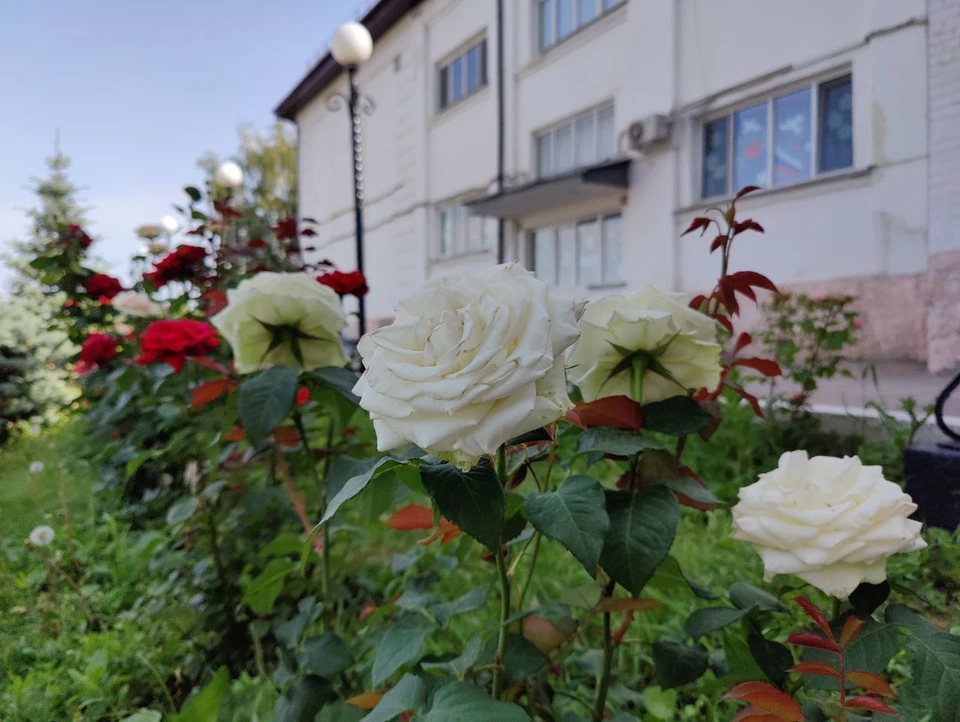 У стен детдома на окраине Оренбурга, где рос Шатунов, растут белые розы