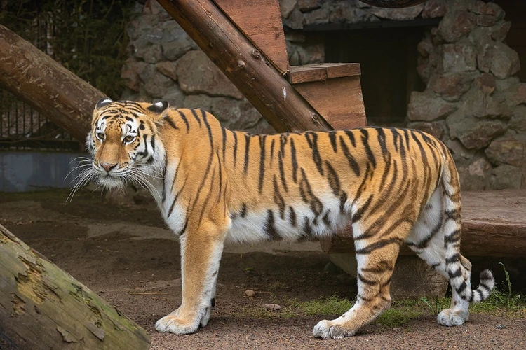 «Яшма + Бартек»: в Красноярский зоопарк к амурскому тигру приехала невеста