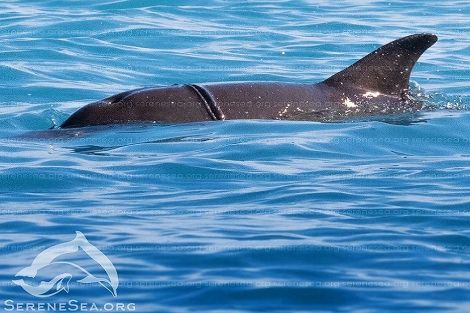 Леска туго впилась дельфину в тело. Фото: "Безмятежное море"/VK