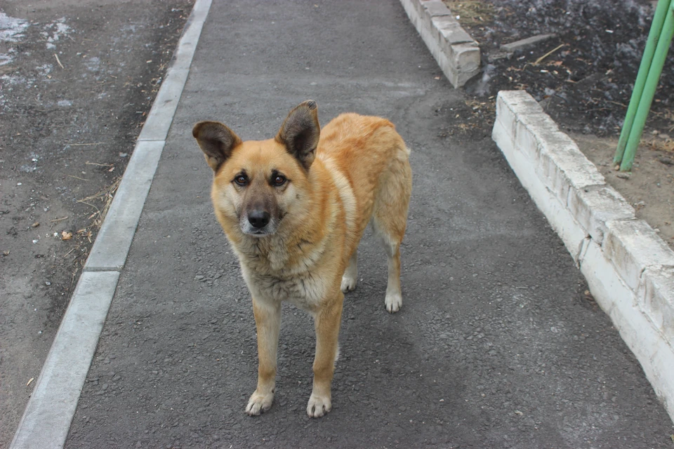 За полгода в Приамурье отловили уже больше 700 собак