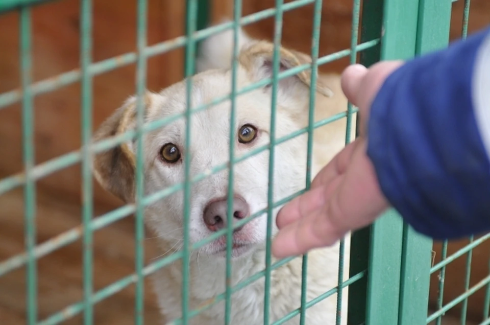 100 вольеров, 400 собак: волгоградский приют рассказал о проблемах