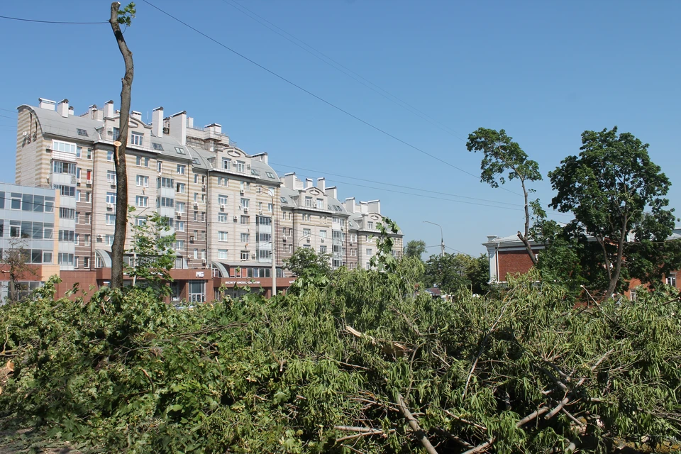 Рабочие оставили в живых только одно деревце.