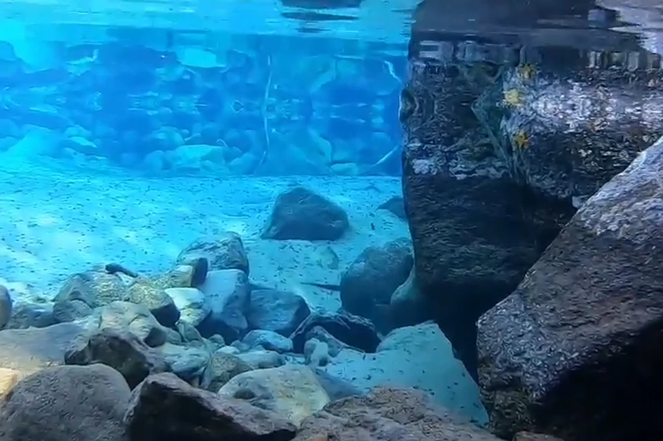 Северяне сравнили красоту подводного мира с океанской. Фото: Скриншот видео