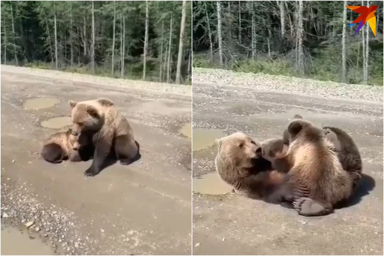 Жительница Красноярска сняла кормежку медвежонка матерью на сельской улице