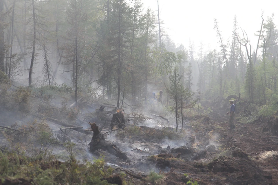 Восемь новых лесных пожаров действует в Иркутской области 29 июня