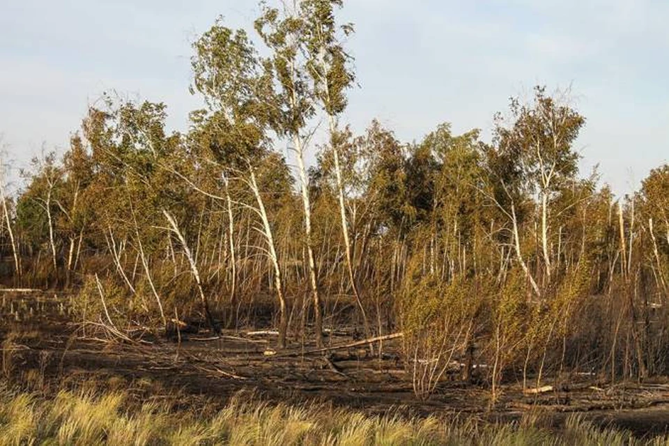 В Волгоградской области фермер заплатит 3,5 млн ущерба за лесной пожар