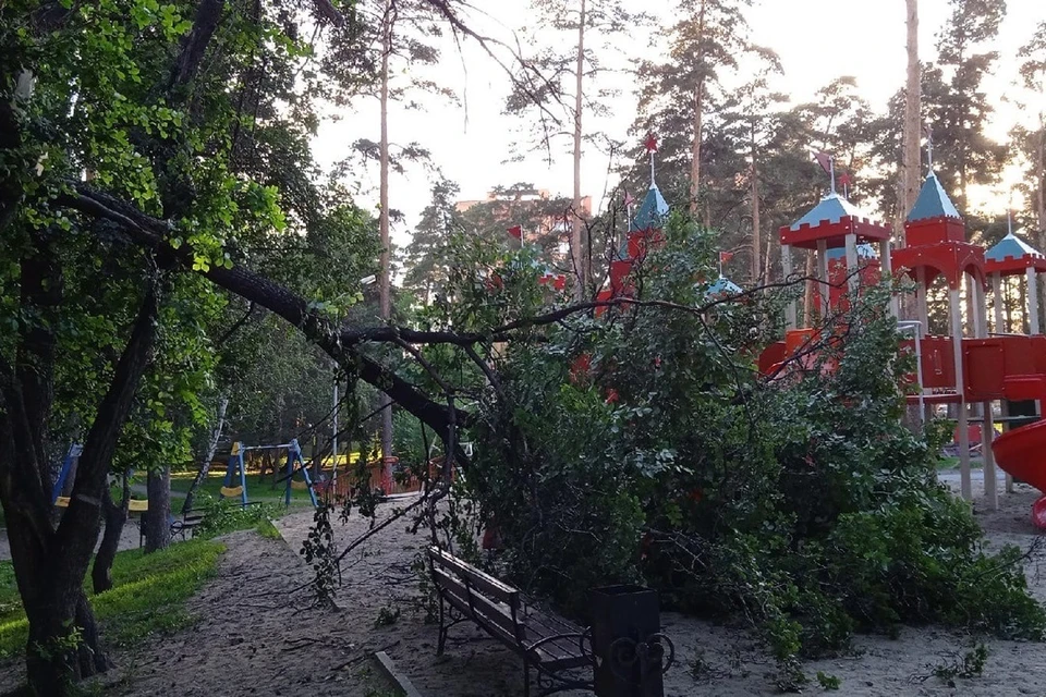 В Новосибирске дерево рухнуло на маленькую девочку. Фото: Сводка по району. Заельцовка.