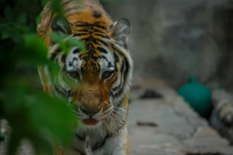 «Себя показать и на других посмотреть»: в Приморье тигр вышел к людям