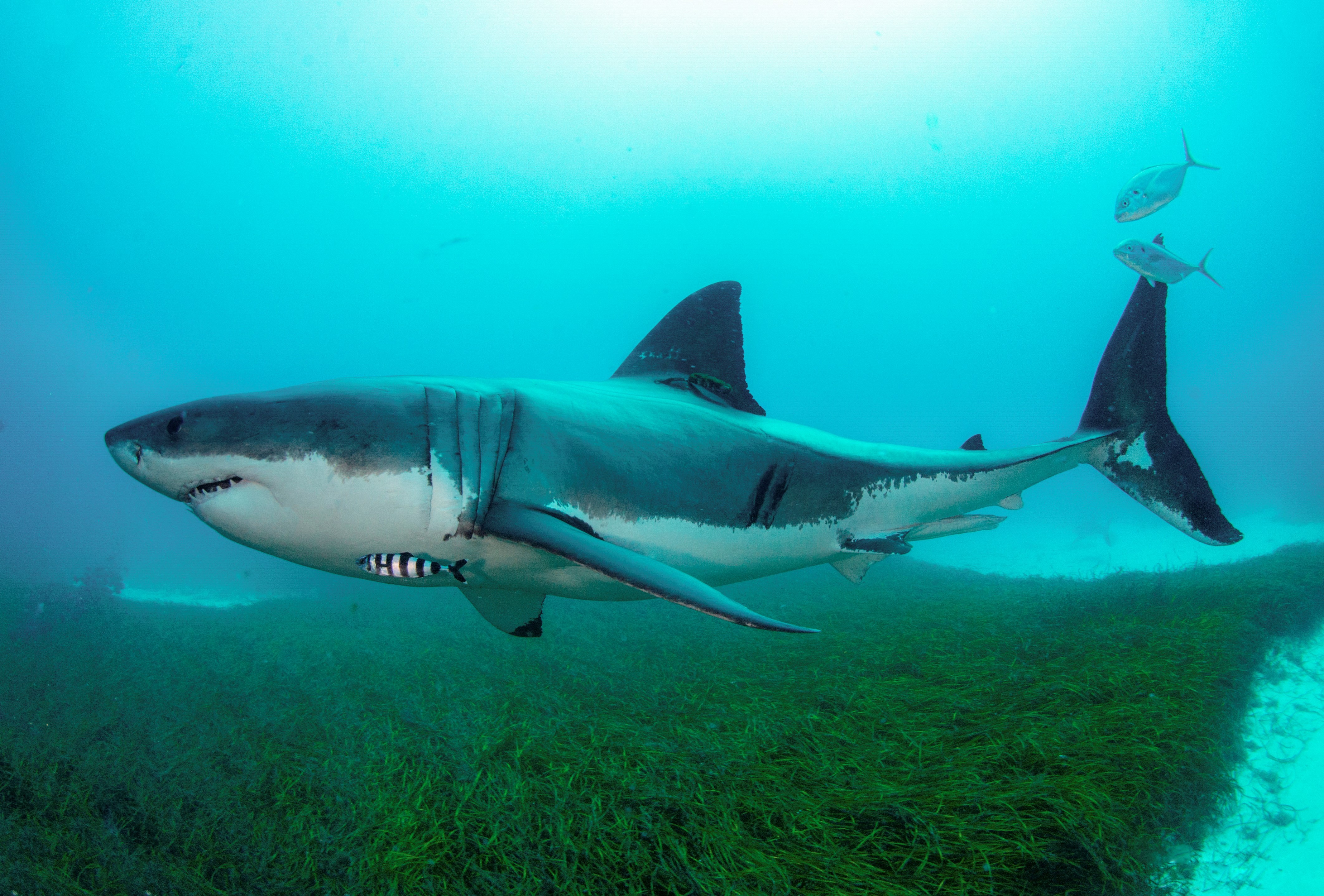 Нападение акулы в море. Рифовая акула Шарм Эль Шейх.