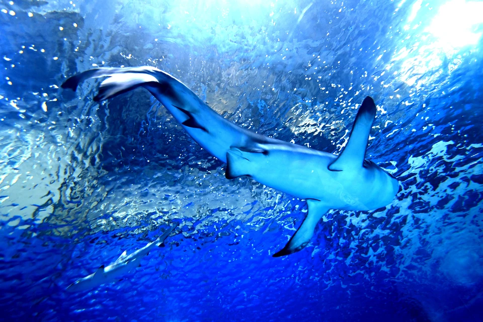 Эколог объяснил, чем опасны акулы в Черном море