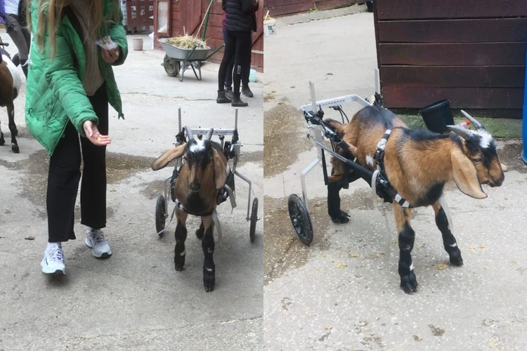 Ветеринарный врач из Новосибирска спасла козленка Федю, посадив его в инвалидную коляску