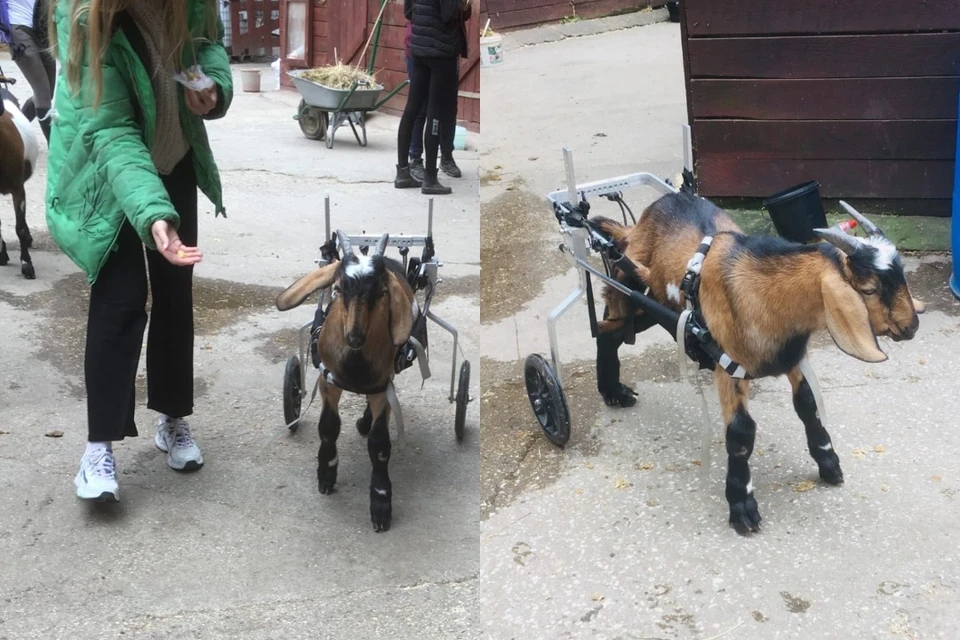 В Новосибирской области спасли слабого козленка Федю, посадив его в инвалидную коляску. Фото: посетительница конного клуба Виктория.