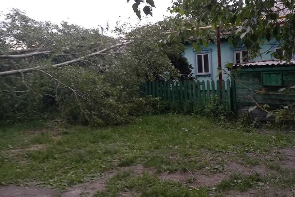 Под Новосибирском несколько дней не могут убрать упавшее на газовые трубы дерево. Фото: предоставлено Екатериной.