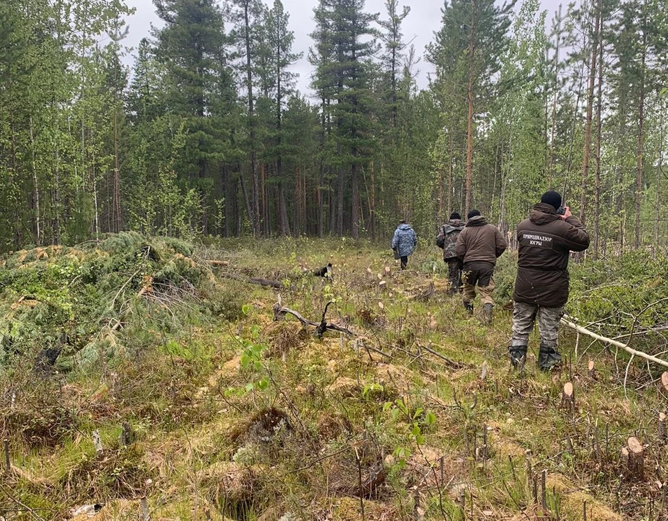 В Нижневартовске директор одной из строительных компаний приказал вырубить лес не имея на это разрешения Фото: МОМВД России «Нижневартовский»